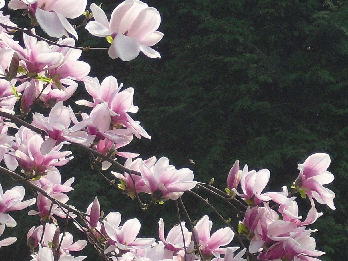 magnolia giapponese